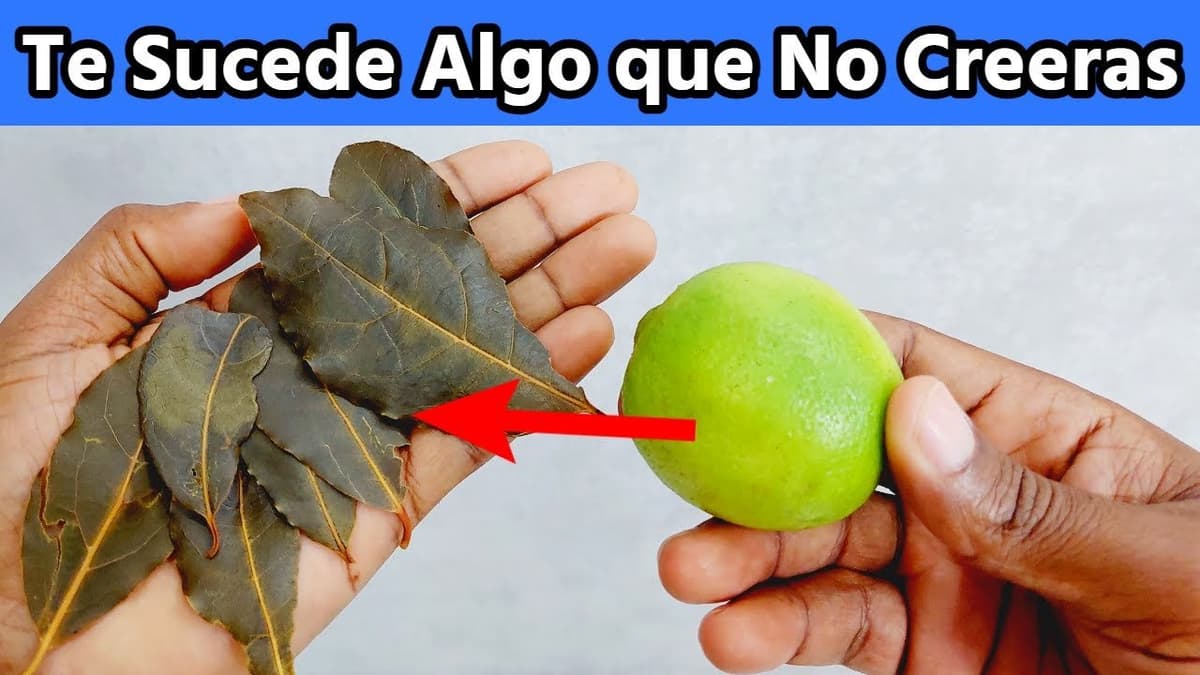 ¿Con Qué No Se Debe Mezclar el Laurel? - Guía de Precauciones Esenciales