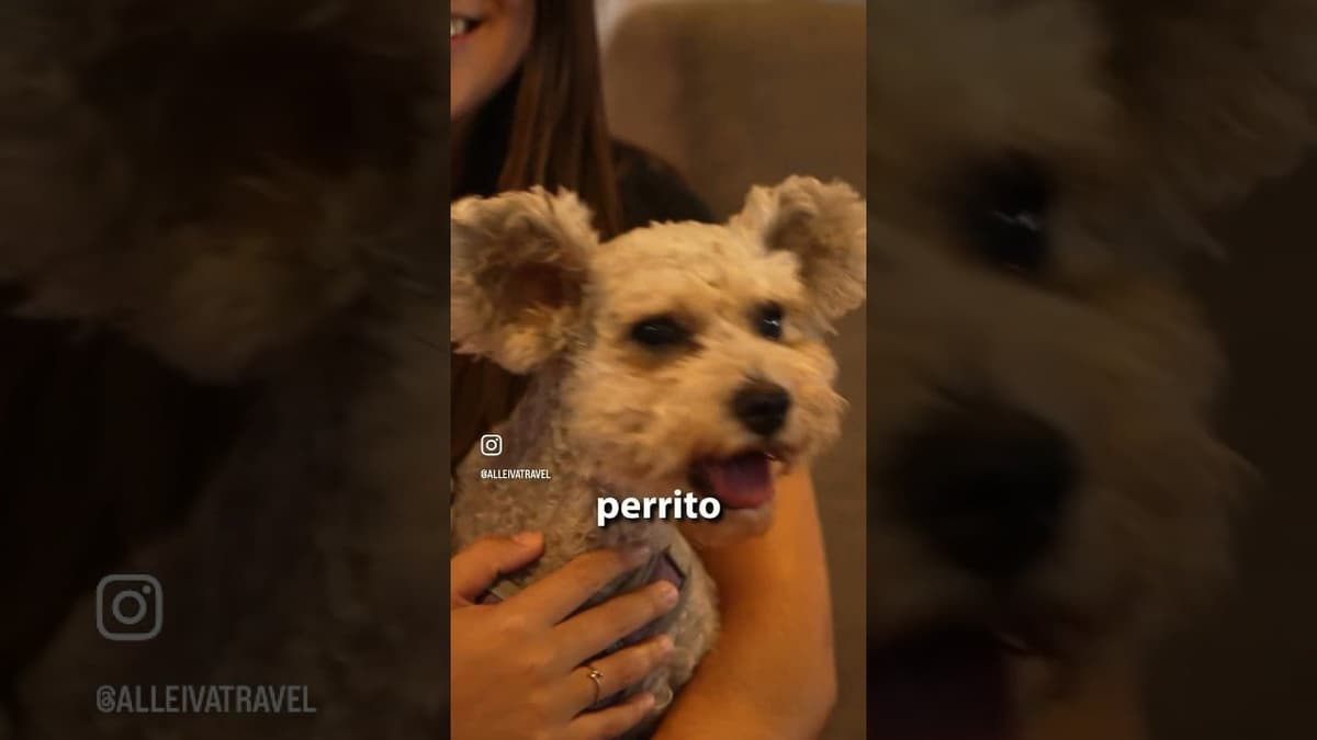 Los 10 Mejores Restaurantes Pet-Friendly en Cancún para Disfrutar con tu Mascota en 2023