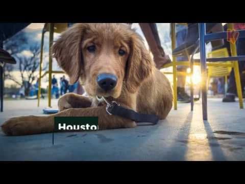 Los 10 Mejores Restaurantes Pet-Friendly en Houston para Disfrutar con tu Mascota