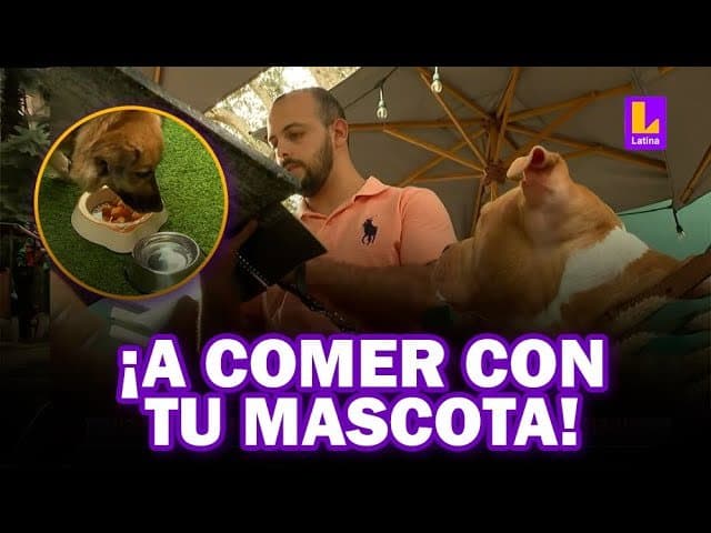Los 10 Mejores Restaurantes Pet-Friendly en Lima para Disfrutar con tu Mascota