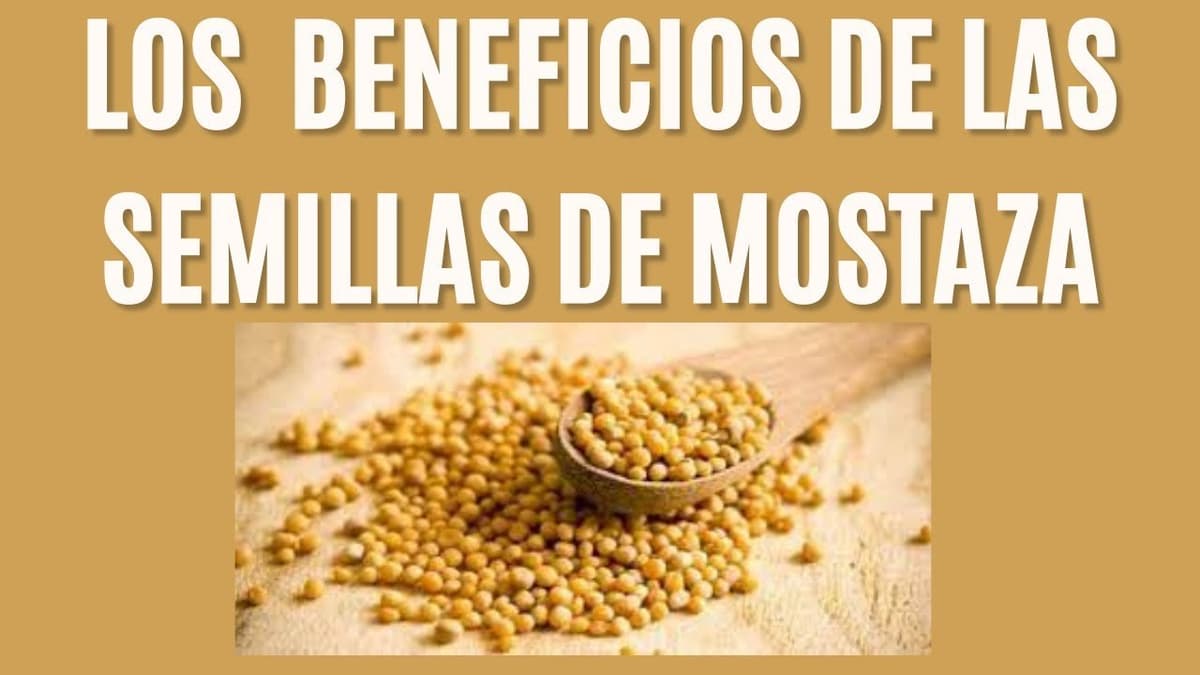 Guía Completa 2023: Todo lo que Debes Saber sobre el Uso del Mostaza en la Cocina