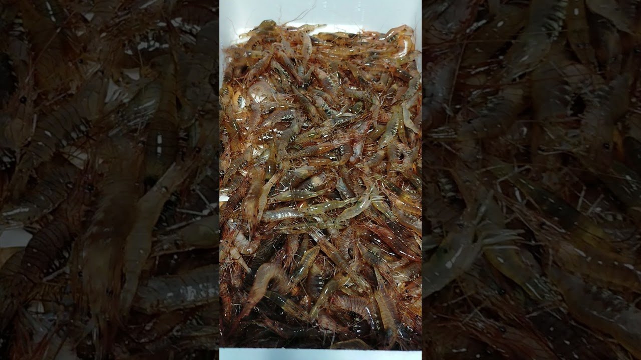 10 Mejores Lugares para Encontrar Mariscos Frescos en Philadelphia | Guía 2023