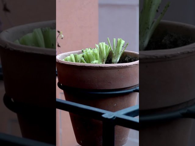 Top 10 Errores Comunes al Usar Cilantro y Cómo Evitarlos | Guía 2023