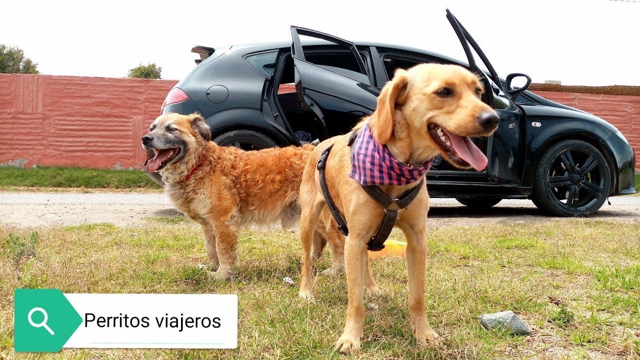 Top 10 Restaurantes Pet-Friendly en Arequipa: Guía 2023