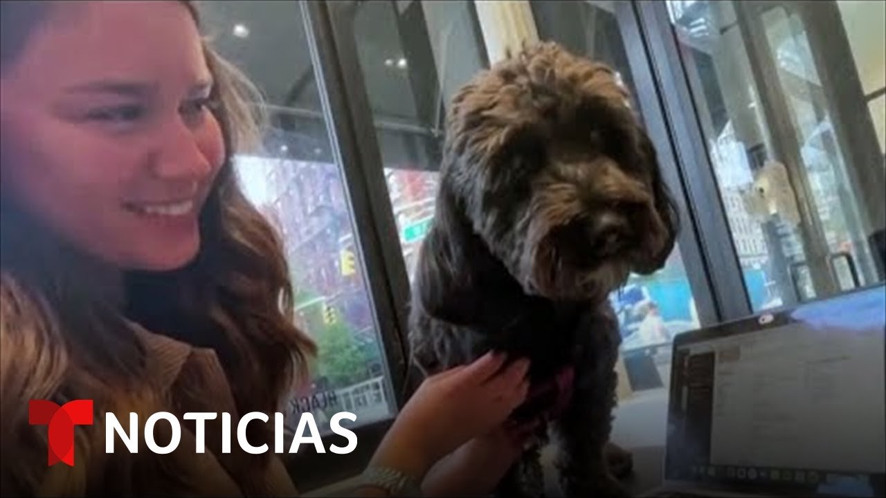 Los 10 Mejores Restaurantes Pet-Friendly en Nueva York para Disfrutar con tu Mascota