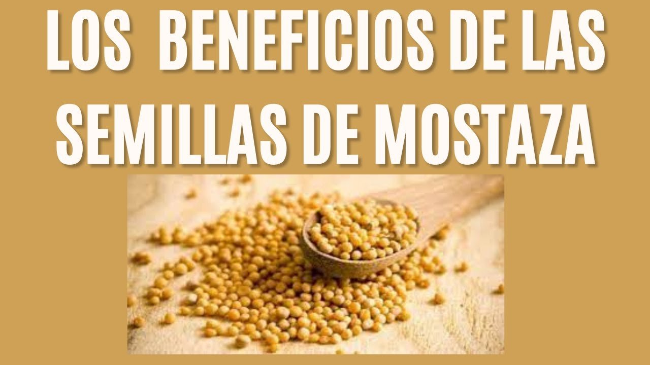 Guía Completa 2023: Todo lo que Debes Saber sobre el Uso del Mostaza en la Cocina