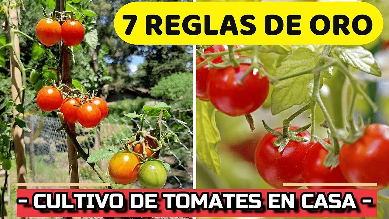 Todo Sobre Tomate: Guía Definitiva con Técnicas, Consejos y Trucos 2023