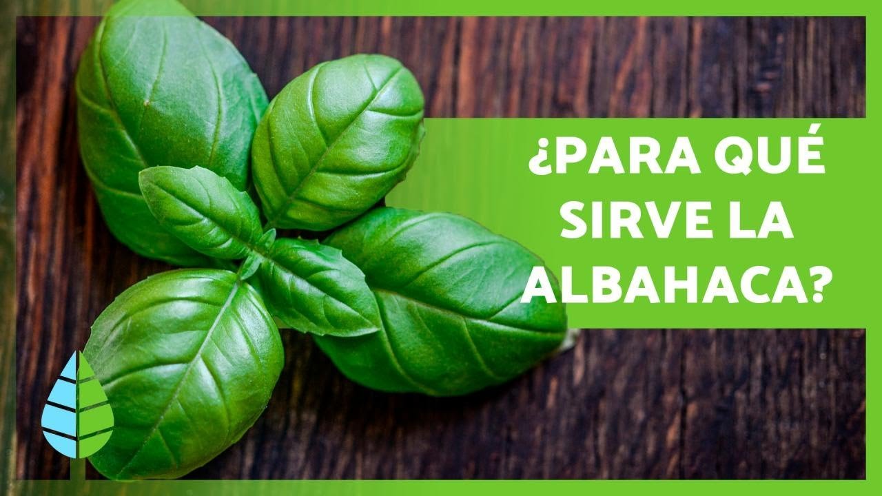 Top 10 Alimentos y Sustancias con los que la Albahaca NO Debe Mezclarse