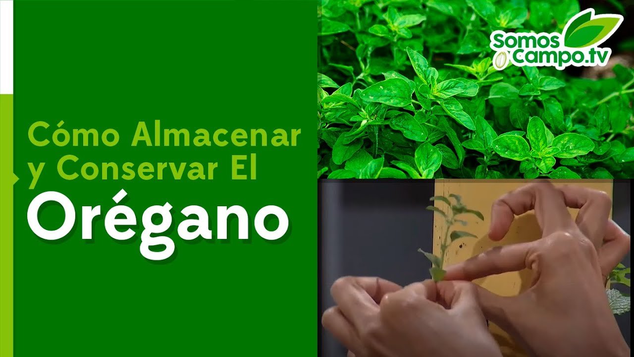 Guía Definitiva 2023: ¿Cuál es la Mejor Forma de Conservar el Orégano?