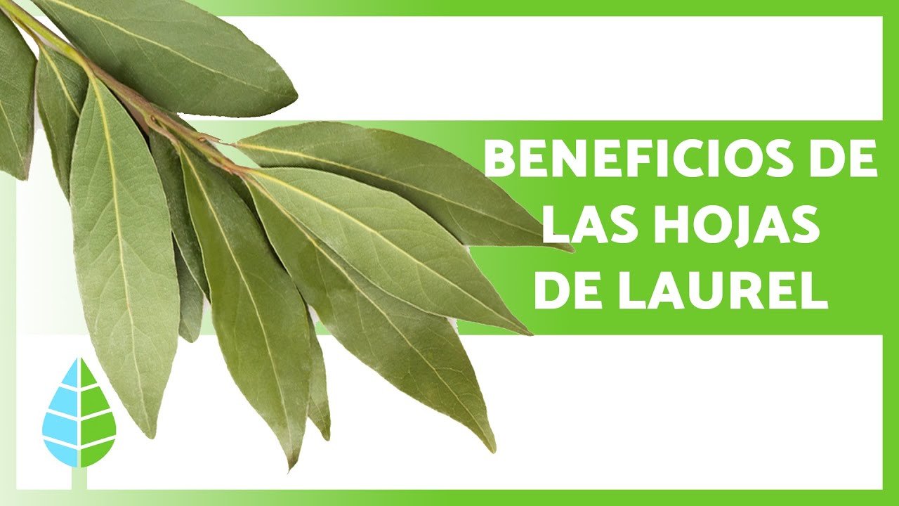 ¿Qué es el Umami? Aprende a Potenciar su Sabor Único con Laurel
