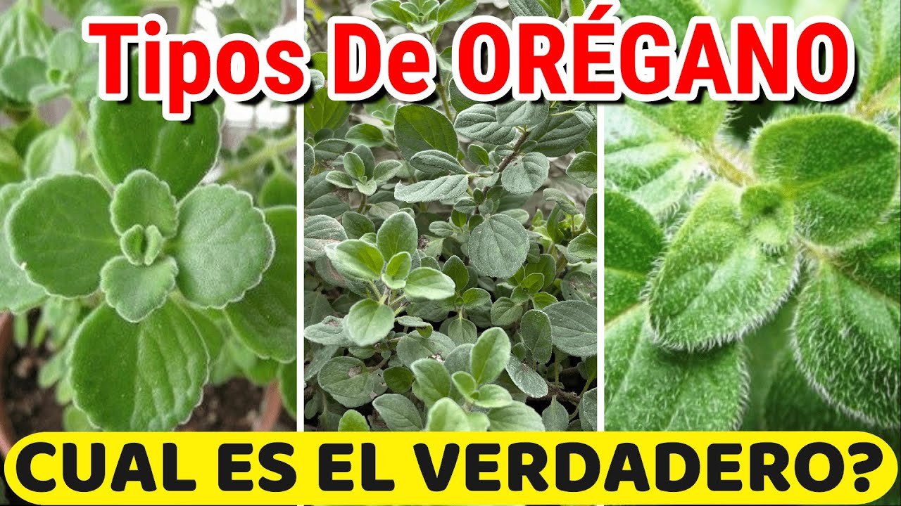 Las 10 Mejores Especias que Combinan Perfectamente con Orégano - Guía 2023