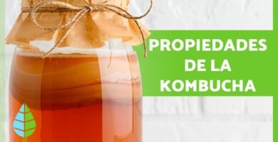 Beneficios del kombucha para tu salud