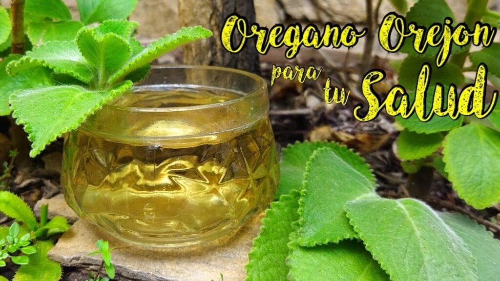 Combinaciones perfectas para la orégano en tus recetas