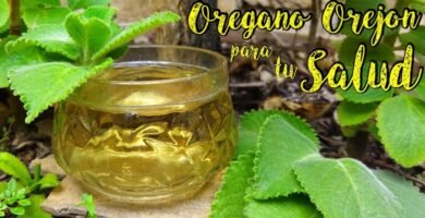 Combinaciones perfectas para la orégano en tus recetas