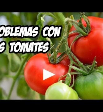 Errores comunes al cortar tomate y cómo evitarlos