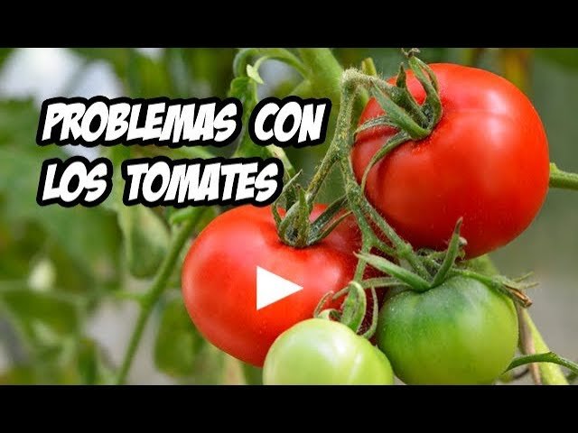 Errores comunes al cortar tomate y cómo evitarlos