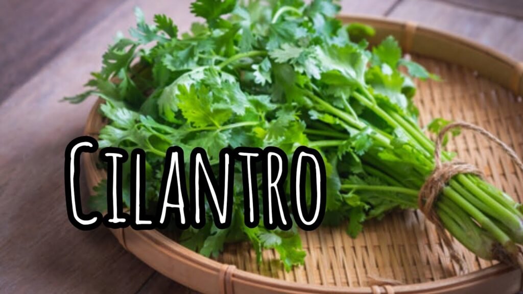 Guía de uso para la cilantro en la cocina