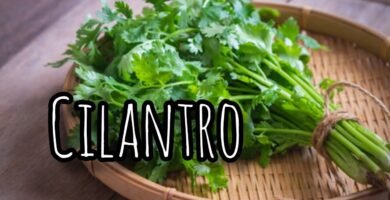 Guía de uso para la cilantro en la cocina
