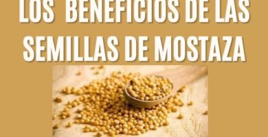 Todo lo que debes saber sobre el uso del mostaza en la cocina