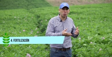 Todo sobre papas: técnica consejos y trucos