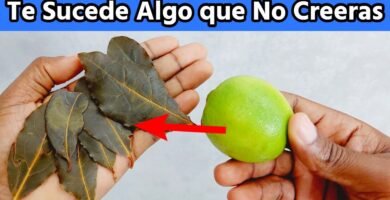 ¿Con qué no se debe mezclar la laurel?