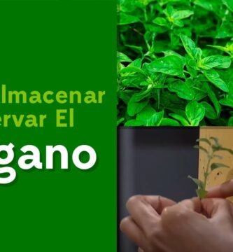 ¿Cuál es la mejor forma de conservar la orégano?