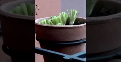 Errores comunes al usar cilantro y cómo evitarlos