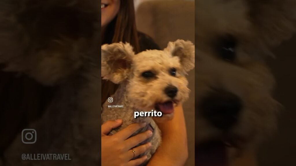 Restaurantes pet-friendly en Cancún