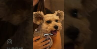 Restaurantes pet-friendly en Cancún