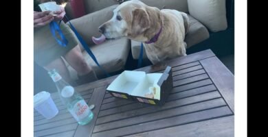 Restaurantes pet-friendly en Las Vegas
