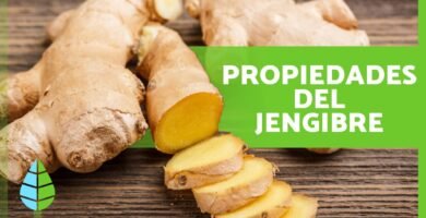 Todo lo que debes saber sobre el uso del jengibre en la cocina