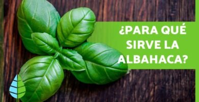¿Con qué no se debe mezclar la albahaca?