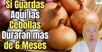 ¿Cuál es la mejor forma de conservar la cebolla?