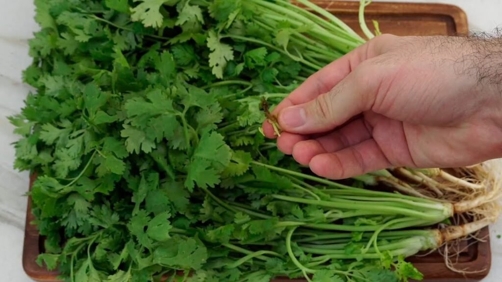 ¿Cuál es la mejor forma de conservar la cilantro?