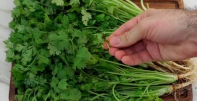 ¿Cuál es la mejor forma de conservar la cilantro?