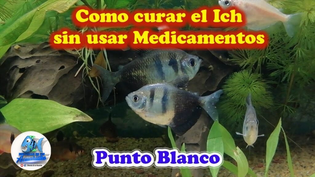 Cómo curar pescados correctamente