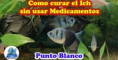 Cómo curar pescados correctamente