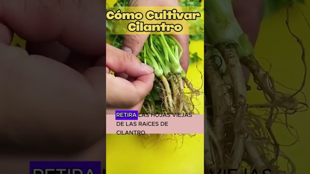 Cómo reemplazar la cilantro si no la tienes en casa