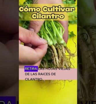 Cómo reemplazar la cilantro si no la tienes en casa