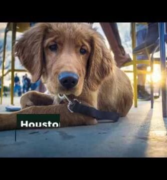 Restaurantes pet-friendly en Houston