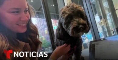 Restaurantes pet-friendly en Nueva York