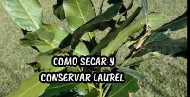 ¿Cuál es la mejor forma de conservar la laurel?