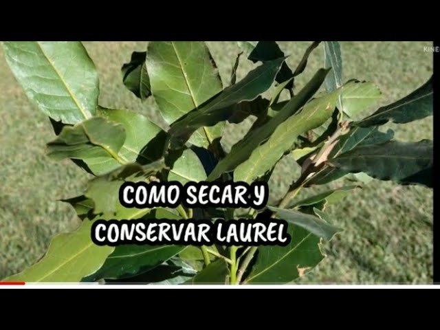 ¿Cuál es la mejor forma de conservar la laurel?