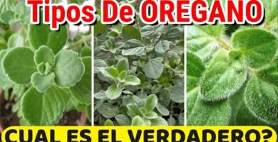 ¿Qué especias combinan mejor con orégano?