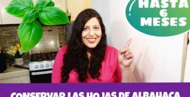 ¿Cuál es la mejor forma de conservar la albahaca?
