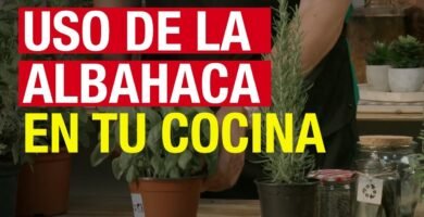 Combinaciones perfectas para la albahaca en tus recetas