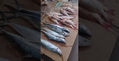 Dónde encontrar mariscos frescos en Cali