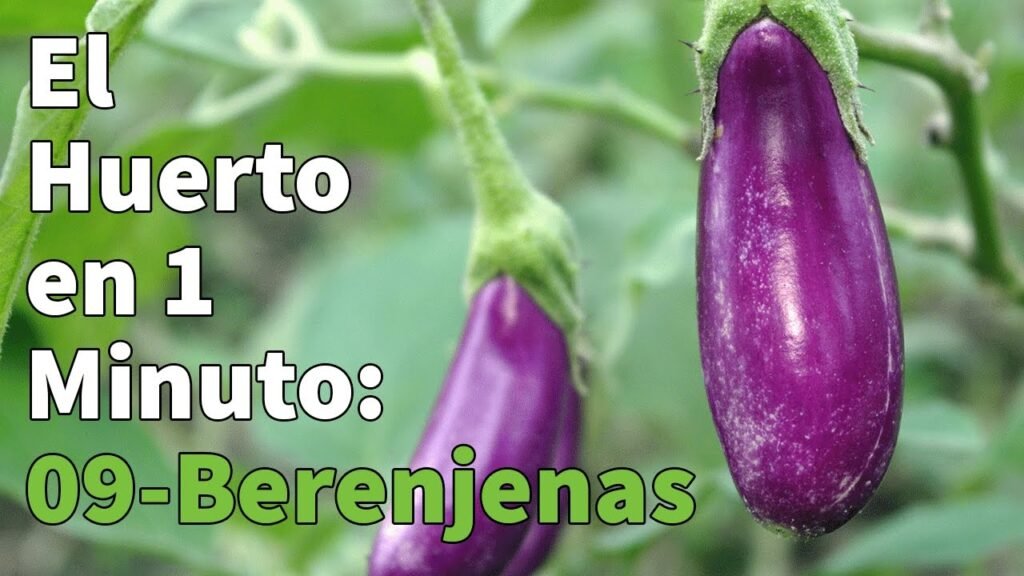 Guía paso a paso para filtrar berenjena