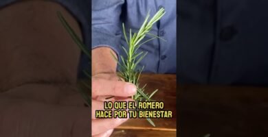 Sustitutos de la romero para recetas saludables