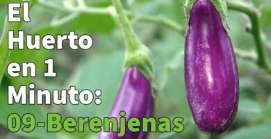 Cómo mejorar tu técnica de berenjena en casa